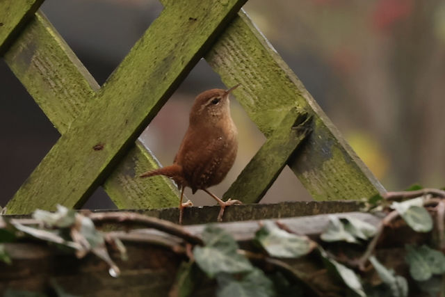The Little Winter King!