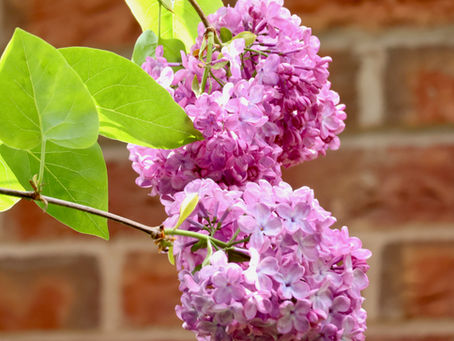 The lilac petal and the white
