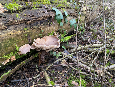 Another woodland ramble