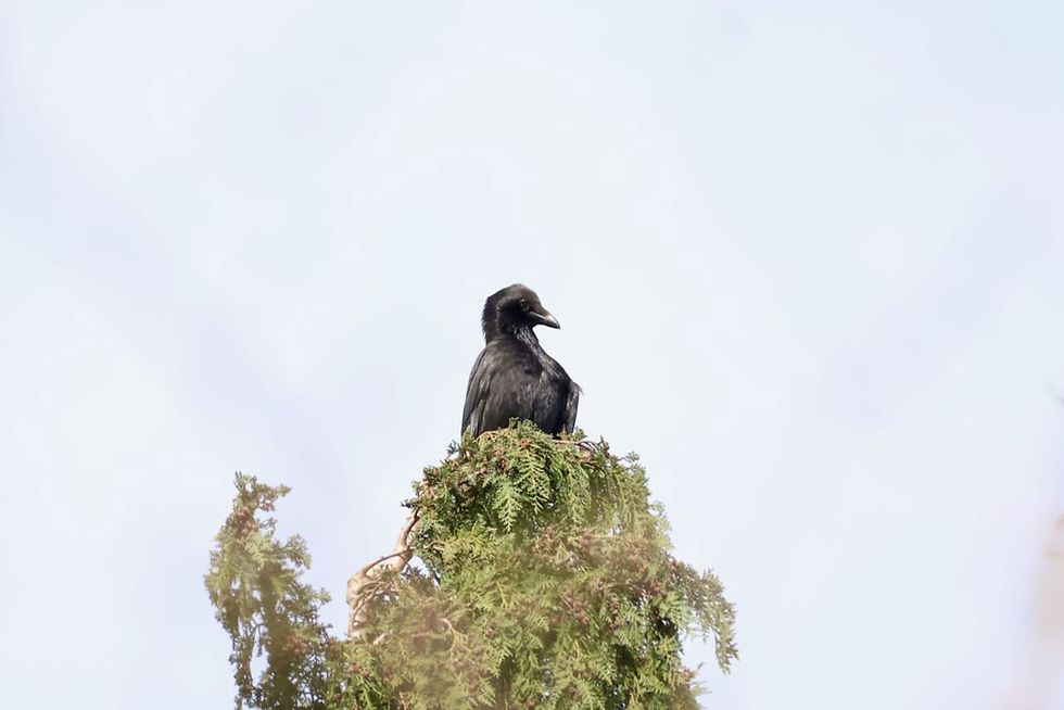 Just the prompt I needed