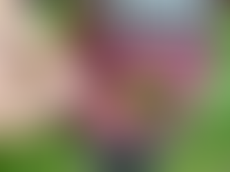 Long day of death, moths, fluff and bats