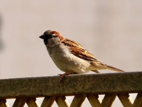 Sparrow