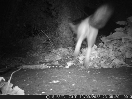 From the large ecosystem to the tiny