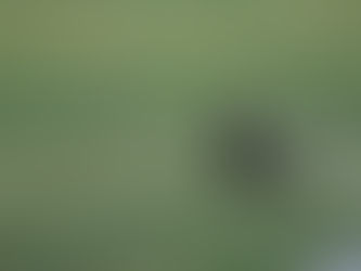 The crows, they say NO