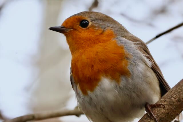 What I have not told you...