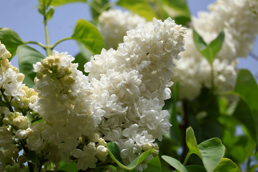 The white petal and the lilac