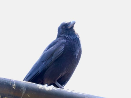 Something to crow about