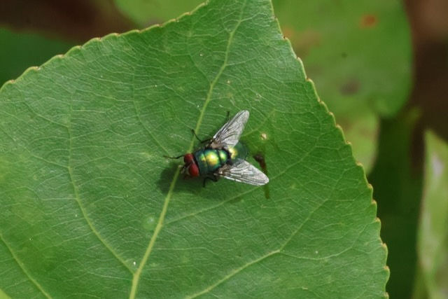 The buzzing is back