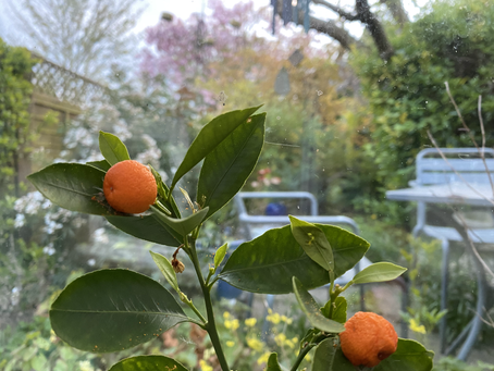 She lives with an orange tree...