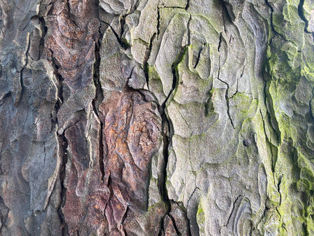 The sadness in things