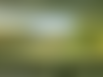 You'll be wishing for the robin...