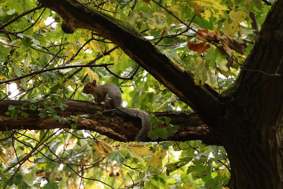 Pitsford critters