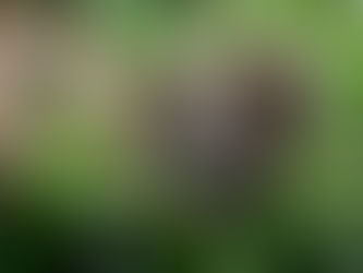 A squizz at the squizzle