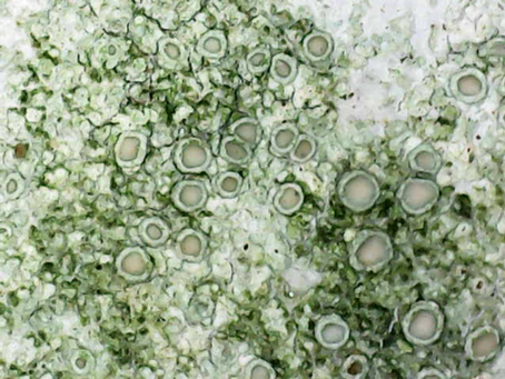 More very small things