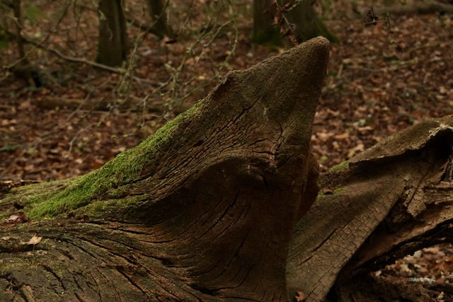 Tree shark
