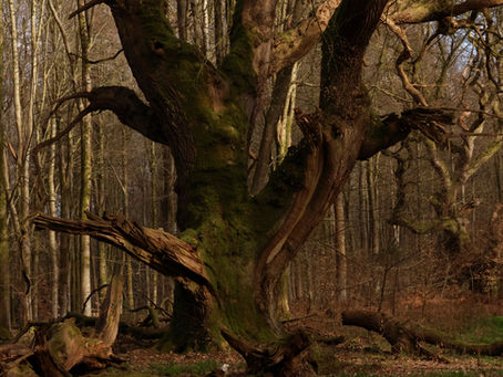 Savernake Forest