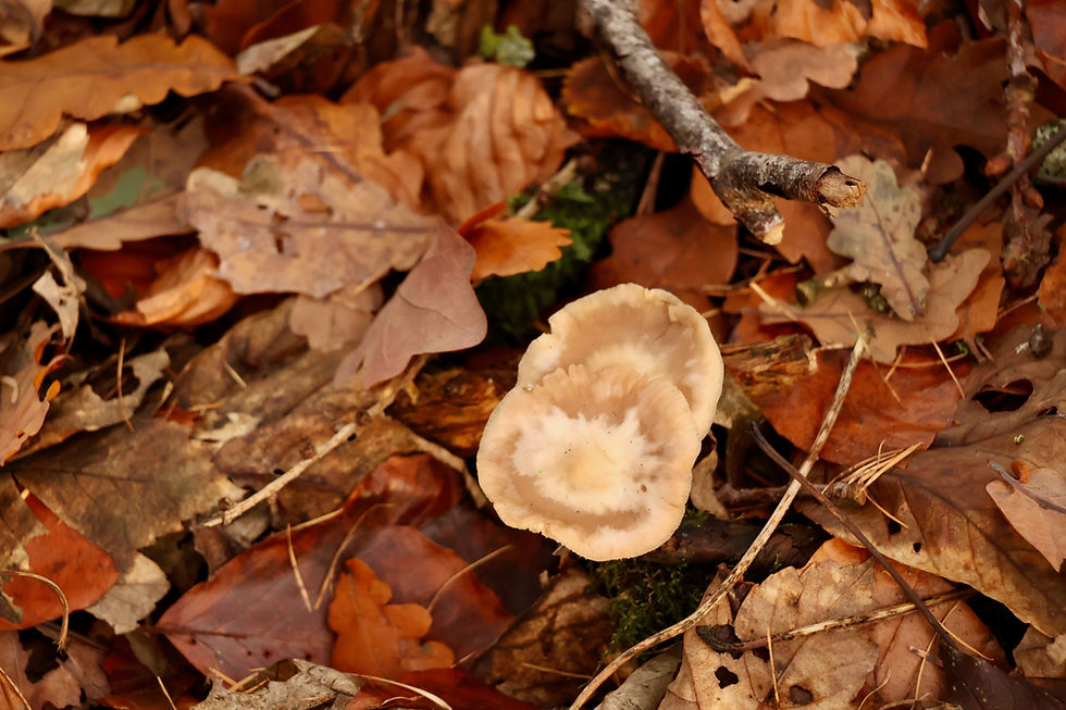 Not so fun-gal in the woods