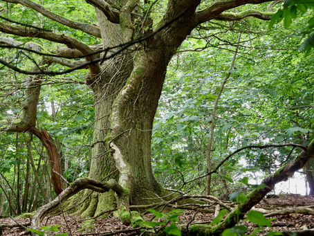 Interview with a tree