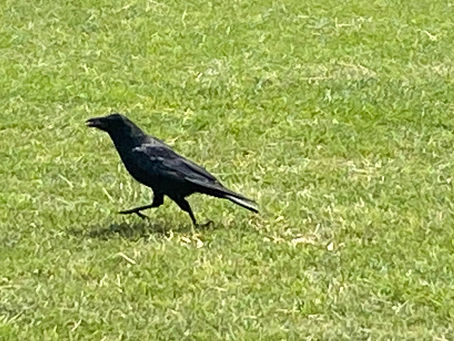 Running Crow