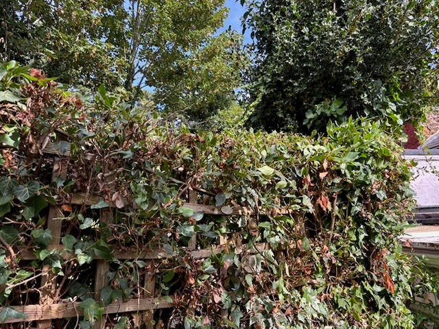 Pruned