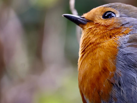 Conversations with critters