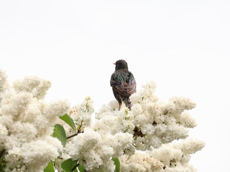 Starling on snowfields
