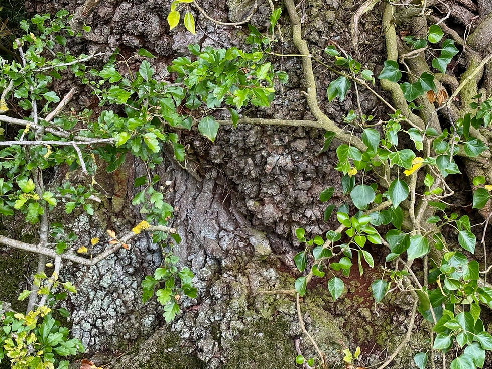 Two talks with trees