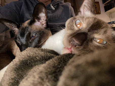 Pets. Who'd have them?