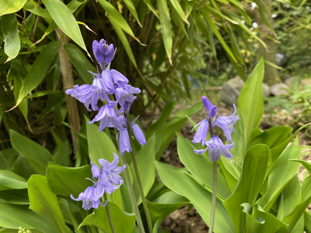 Bluebell bamboo