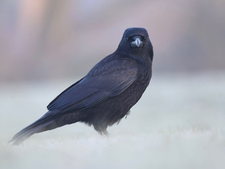 Than which there is NOTHING better