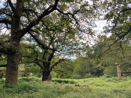 Oak Kings and King Stags
