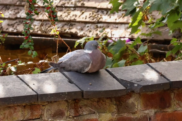 Thinking like a pigeon