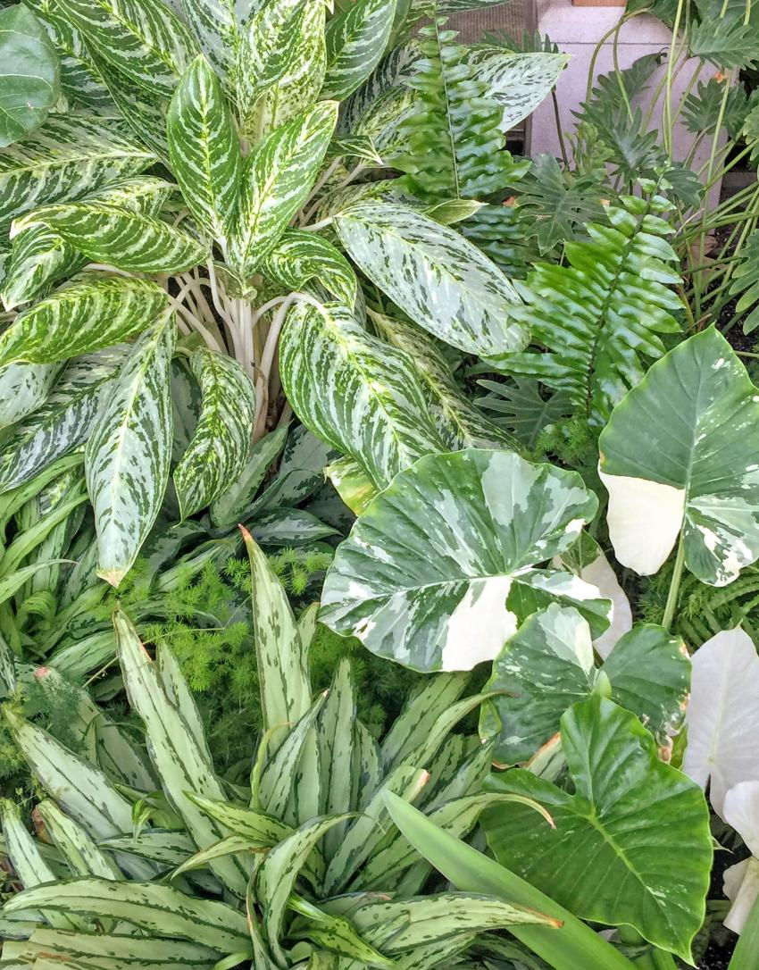 A diverse collection of aroids in pots