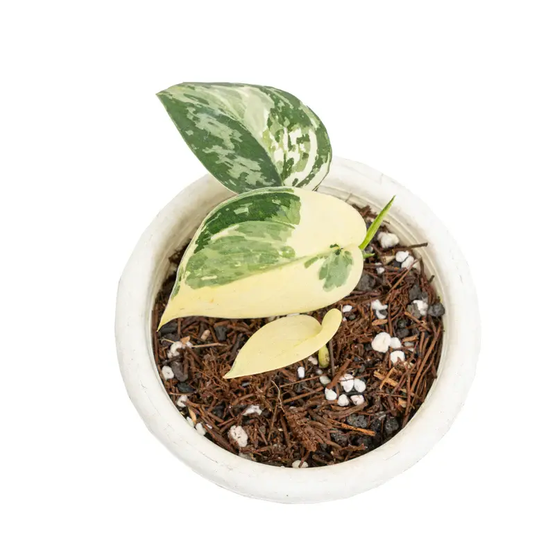 Aroid Leaf Structure