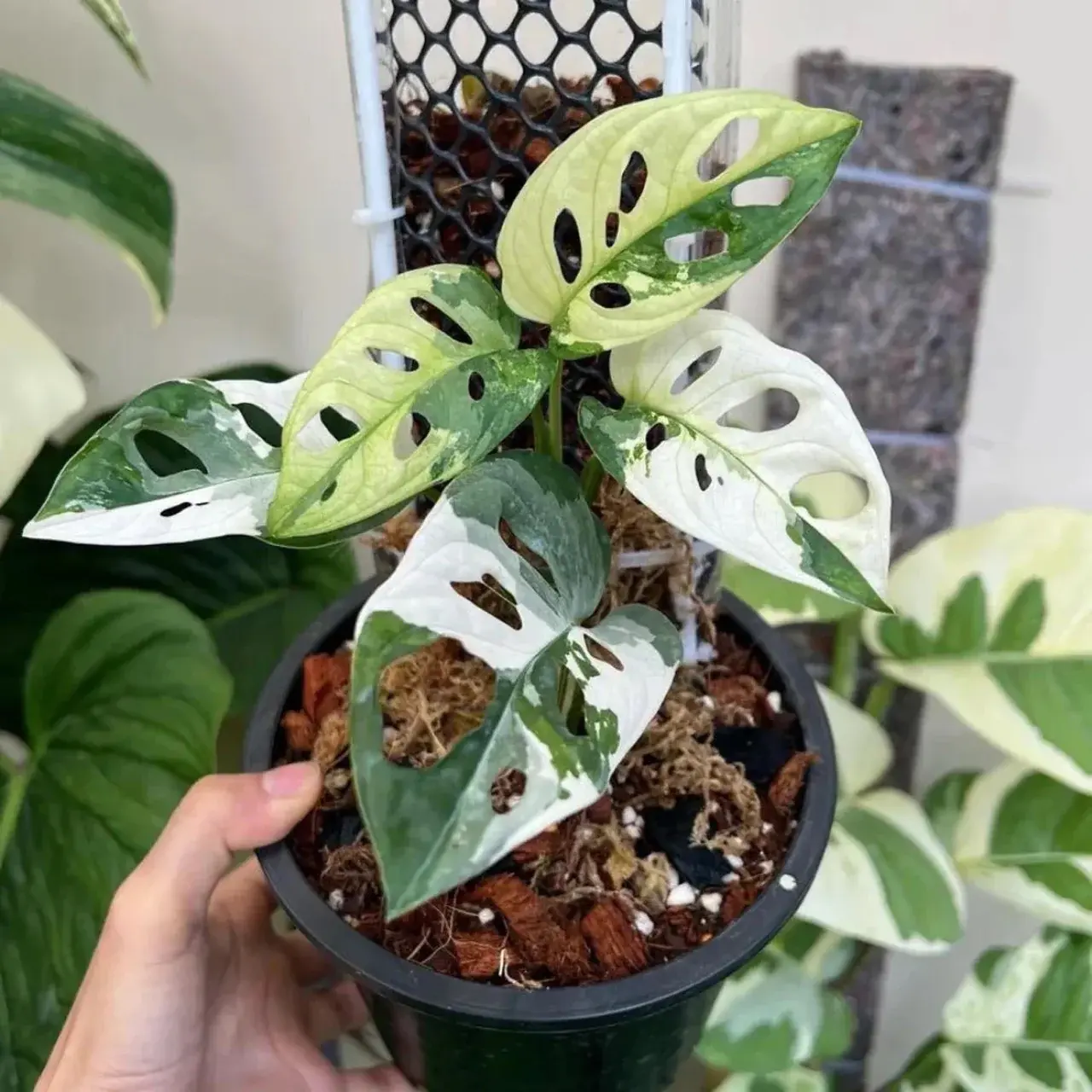 Monstera Adansonii 'Albo Variegata'