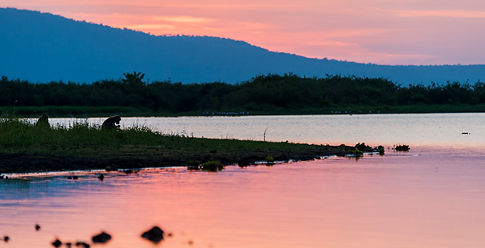 Baboon at sunset-0182.jpg