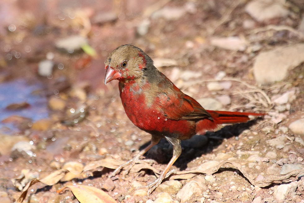 Crimson Finch