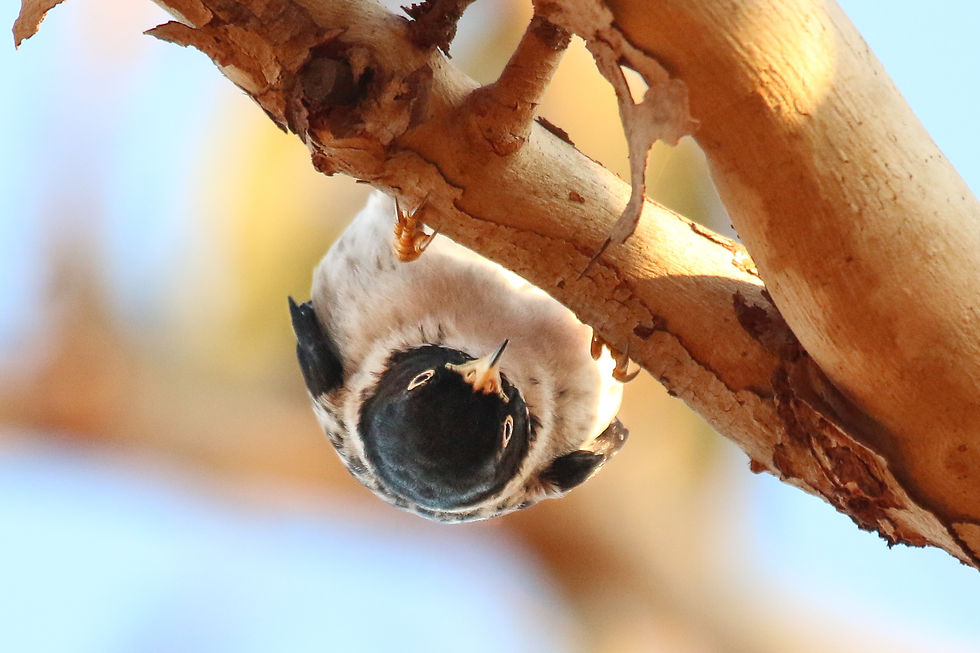Black-capped Sittella