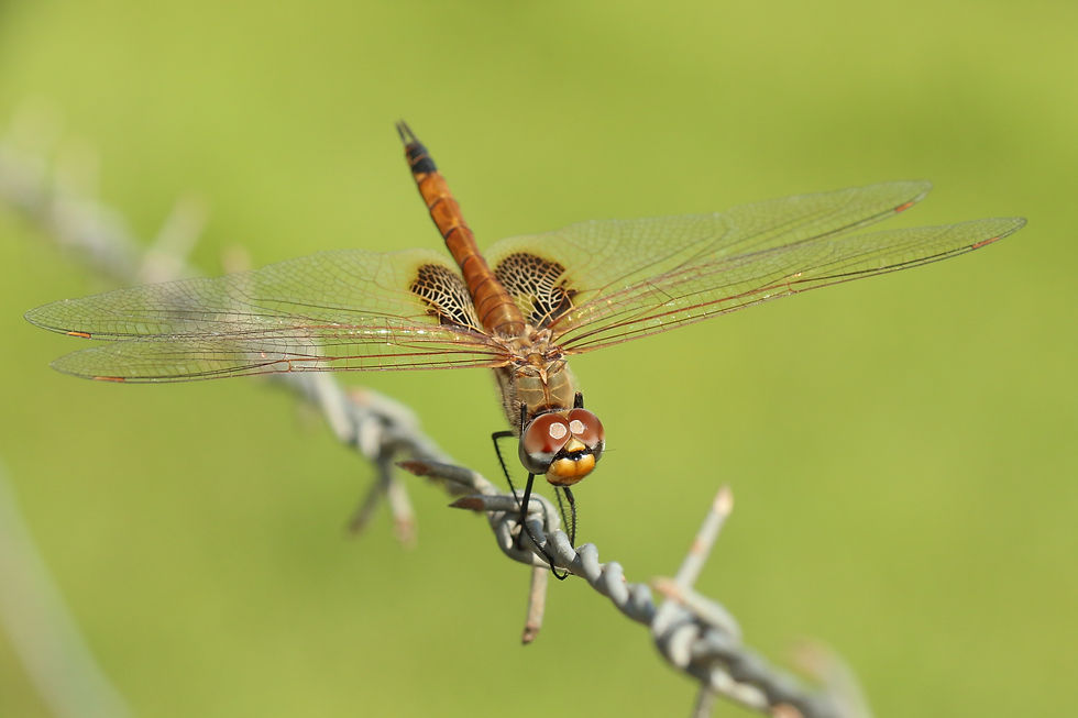 Female Common Glider