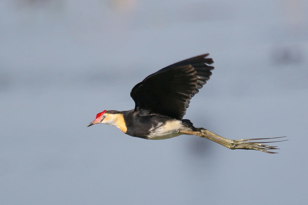 Jacana in flight