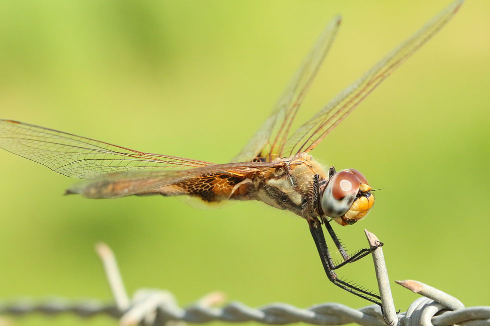 Female Common Glider