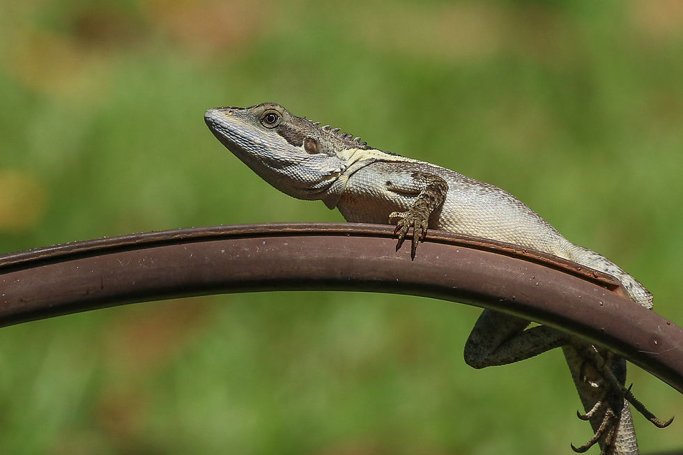 Northern Water Dragon