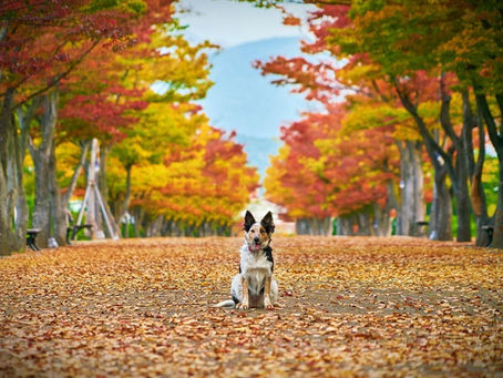 Hund im Herbst