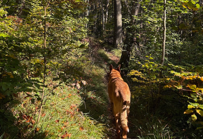 Dog walking along a narrow forest trail surrounded by autumn foliage