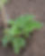 Oregon Giant