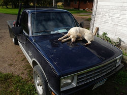 Albert's Favorite Napping Place