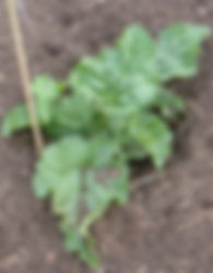 Rheum Palmatum Tanguticum