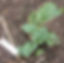 Sutton Seedless