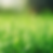 A photo of grass in the sun