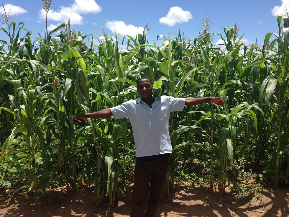 Ernest and maize